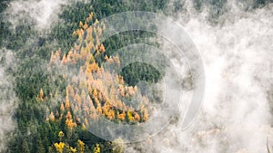 Misty forest. Trees in forest in Slovakia. Rainforest ecosystem and healthy environment concept. Foggy autumn morning.