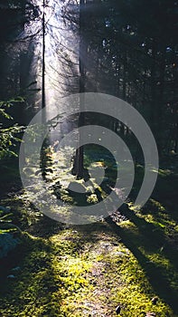 Misty forest. Trees in forest in Slovakia. Rainforest ecosystem and healthy environment concept. Foggy morning.