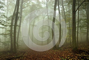 Misty Forest