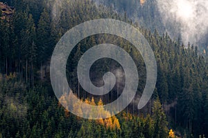 Misty forest. Trees in forest in Slovakia. Rainforest ecosystem and healthy environment concept. Foggy autumn morning.