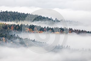 Misty forest valley in autumn morning