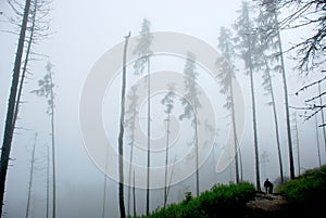 Misty forest walking