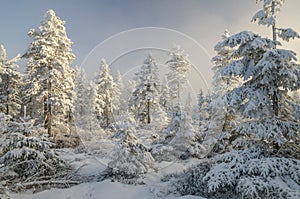 Misty winter forest