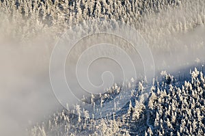 Misty forested valley in the winter, Giant Mountains