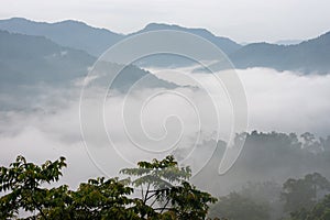 Misty forests in the mountains
