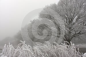 Misty & frosty morning in forest