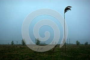 Misty gloomy landscape cloudy sky field