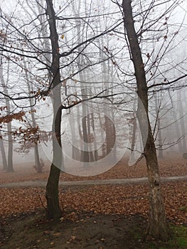 Misty gloomy late autumn day in park