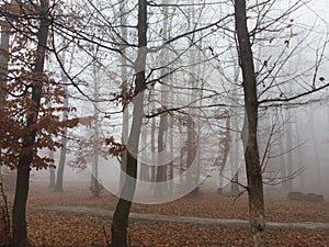 Misty gloomy late autumn day in park