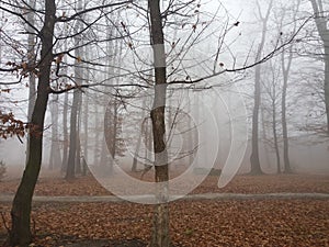 Misty gloomy late autumn day in park