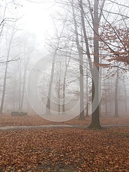 Misty gloomy late autumn day in park