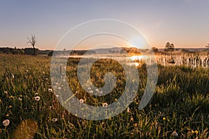 Misty Golden Sunrise Reflecting over Dandelion covered Meadows and Lake in Spring.