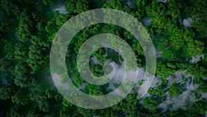 a misty green forest in aerial view, 3d rendering