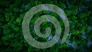 a misty green forest in aerial view, 3d rendering