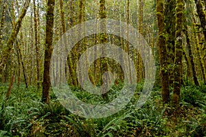 Misty Green Forest with Ferns Covering Ground