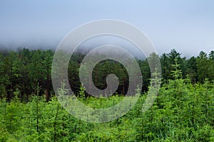 Misty green forest, the fog over the trees. Siberian taiga, 4k, time lapse