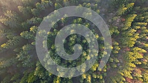 Misty green forest nature landscape, aerial bird view of peaceful natural trees scenery
