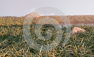 Misty green grass and lake nature scene