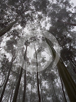 Misty gum tree forest