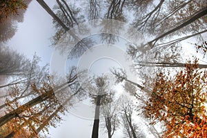 Misty haze in a beech forest in autumn