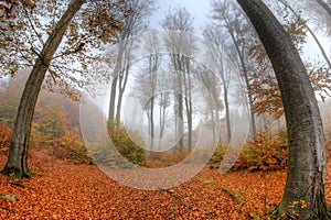 Misty haze in a beech forest in autumn - fish eye lens