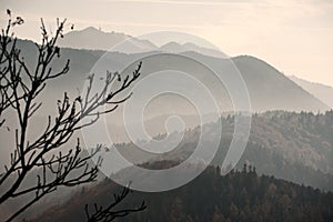 Misty hillside landscape