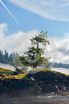 Misty island scene with lone tree and clouds