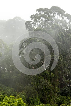 Misty jungle in Mata Atlantica Atlantic Rainforest biome photo