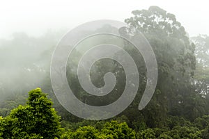 Misty jungle in Mata Atlantica Atlantic Rainforest biome photo