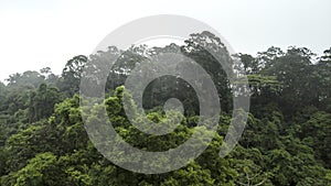 Misty jungle in Mata Atlantica Atlantic Rainforest biome photo