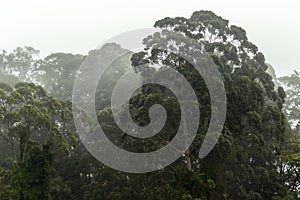 Misty jungle in Mata Atlantica Atlantic Rainforest biome photo