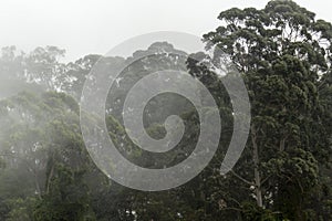 Misty jungle in Mata Atlantica Atlantic Rainforest biome photo