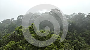 Misty jungle in Mata Atlantica Atlantic Rainforest biome photo