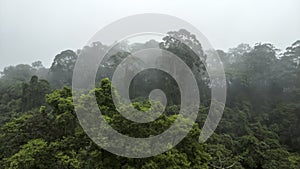 Misty jungle in Mata Atlantica Atlantic Rainforest biome in Sao Paulo photo