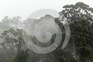 Misty jungle in Mata Atlantica Atlantic Rainforest biome in Sao Paulo state photo