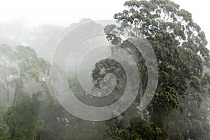 Misty jungle in Mata Atlantica Atlantic Rainforest biome in Sao Paulo state, photo