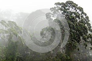 Misty jungle in Mata Atlantica Atlantic Rainforest biomeMisty jungle in Mata Atlantica Atlantic Rainforest biome photo