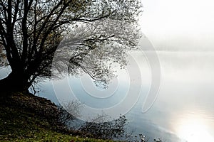 Misty lake and bare tree in autumn morning