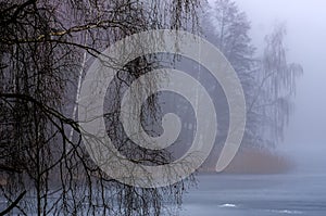 Misty lake with bare trees around