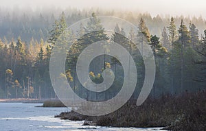 Misty landscape with fir forest. Fog over spruce forest trees at early morning. Spruce trees in autumn foggy scenery