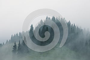 Misty landscape with fir forest in vintage retro style