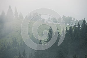 Misty landscape with fir forest in vintage retro style