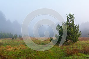 Misty landscape with fog fir forest in the morning
