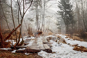 Misty landscape with forest at early morning