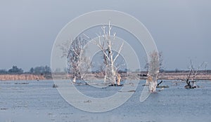 Misty landscape of Hortobagy landscape