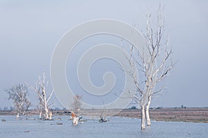 Misty landscape of Hortobagy landscape, Hungary