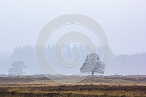 Misty landscape on the moors in the Netherlands