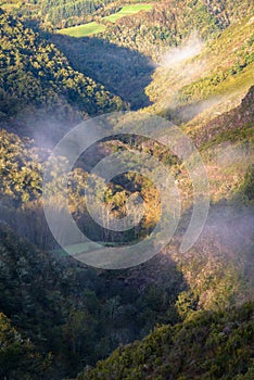 Misty landscape of oak and chestnut tree forests and meadows