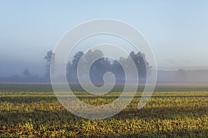 Misty landscape with trees and meadow in Poland