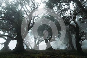 Misty laurisilva forest on Fanal,Madeira